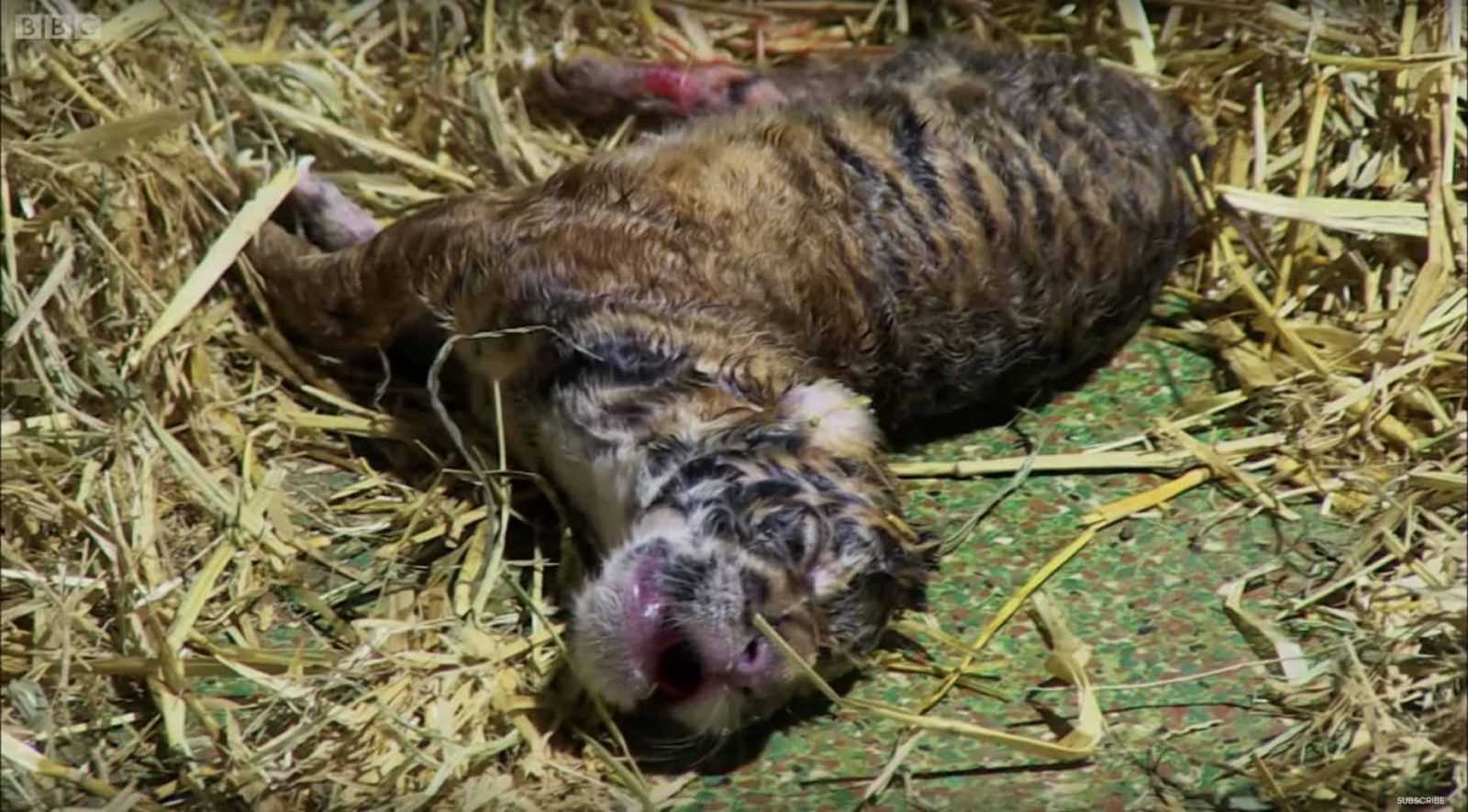 Tigre da a luz a un cachorro sin vida, luego los cuidadores observan con asombro cómo los instintos de la madre se activan
