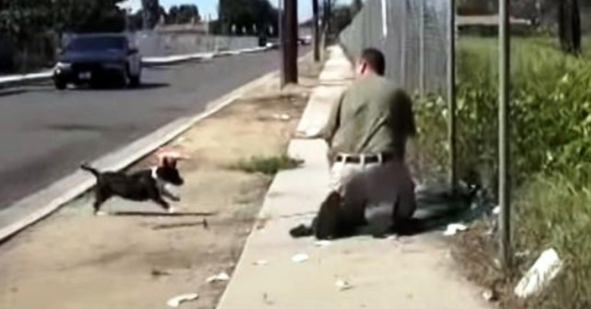 Stray Mama Dog se asusta cuando ve a un hombre atrapando a su único cachorro en una red