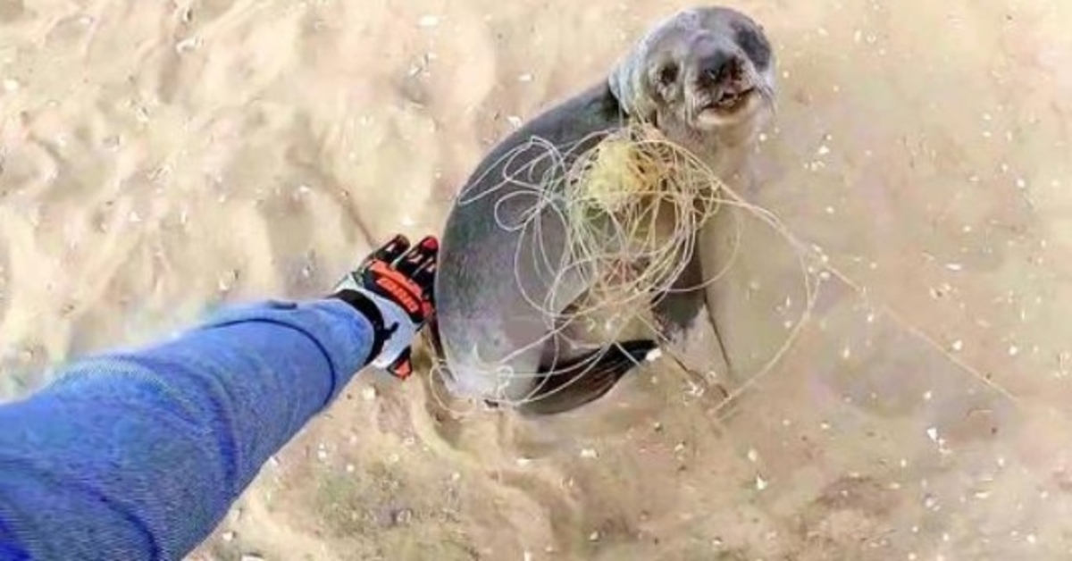 Baby Seal se detiene para agradecer a sus rescatistas por liberarlo antes de reunirse con su familia