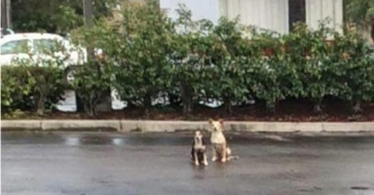 Los perros pasan semanas en el estacionamiento, negándose a moverse del lugar donde fueron abandonados