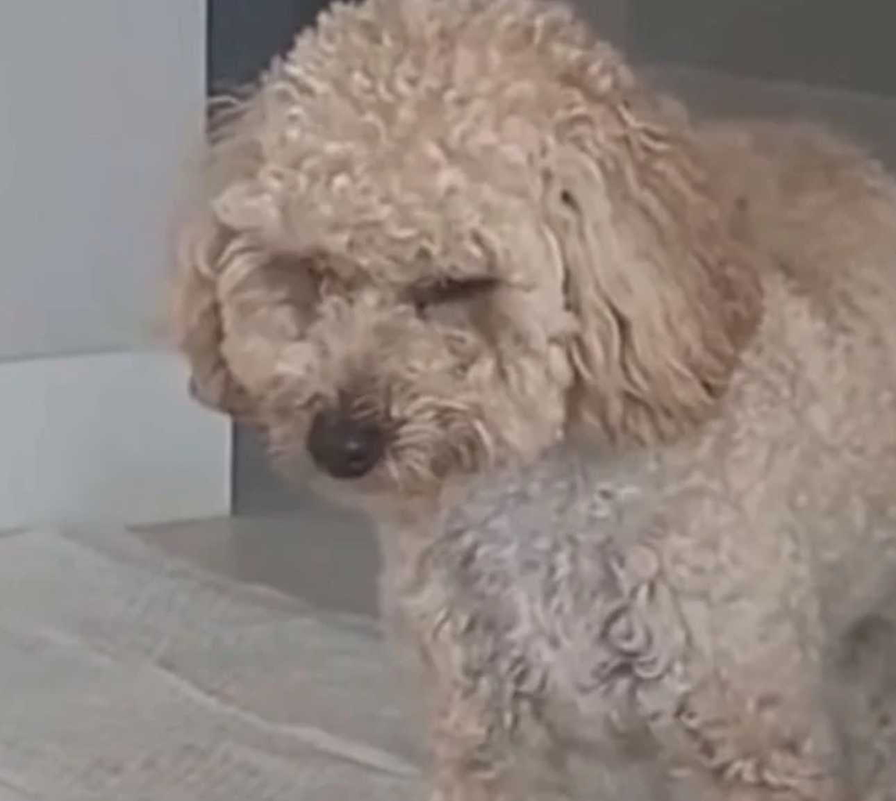 Cachorro traumatizado solo duerme de pie por miedo a ser abandonado