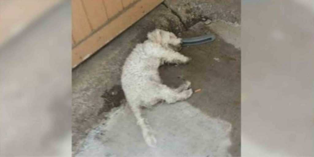 Perro ‘muerto’ levanta la cabeza cuando la persona que ha estado esperando llega para llevárselo a casa