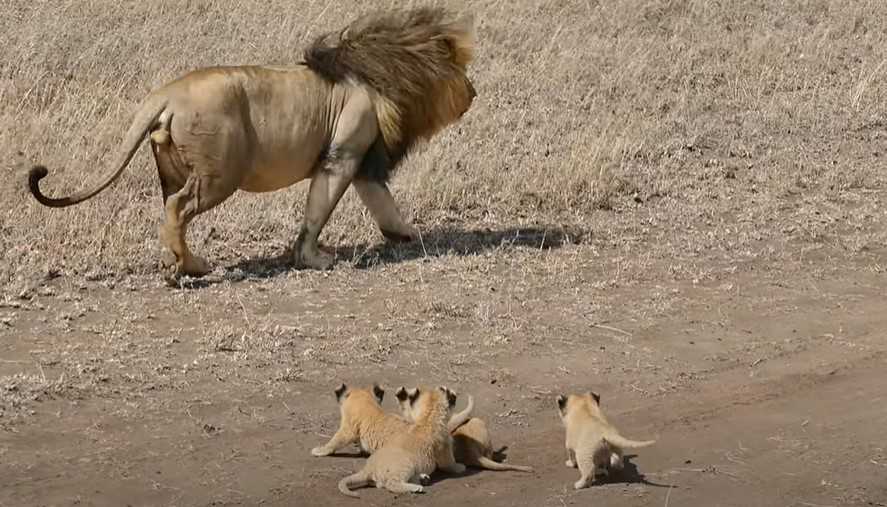 Papá león intenta deshacerse de sus pequeños cachorros en imágenes conmovedoras