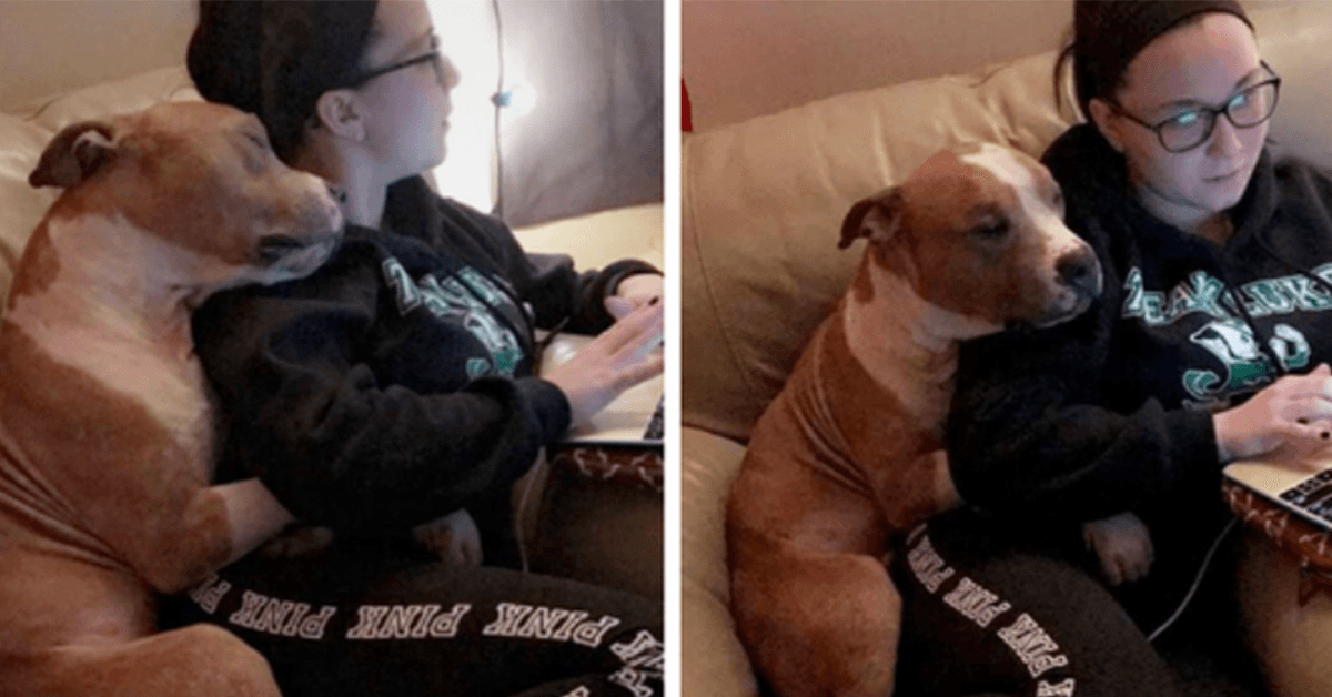 Una mujer adoptó un pitbull y su primera foto se hizo viral en Internet