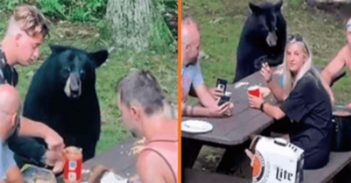 Oso negro salvaje se une a un picnic familiar y exige sándwiches de mantequilla de maní y mermelada