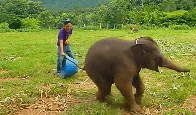 Imágenes inéditas muestran a un juguetón elefante bebé de seis meses riéndose durante un juego en una reserva de vida silvestre