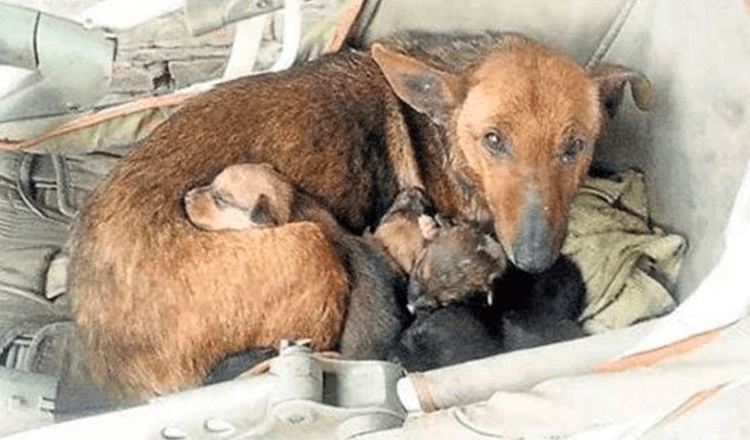 Mujer escucha llorar y encuentra a un bebé humano recién nacido escondido entre la camada de los cachorros de Stray