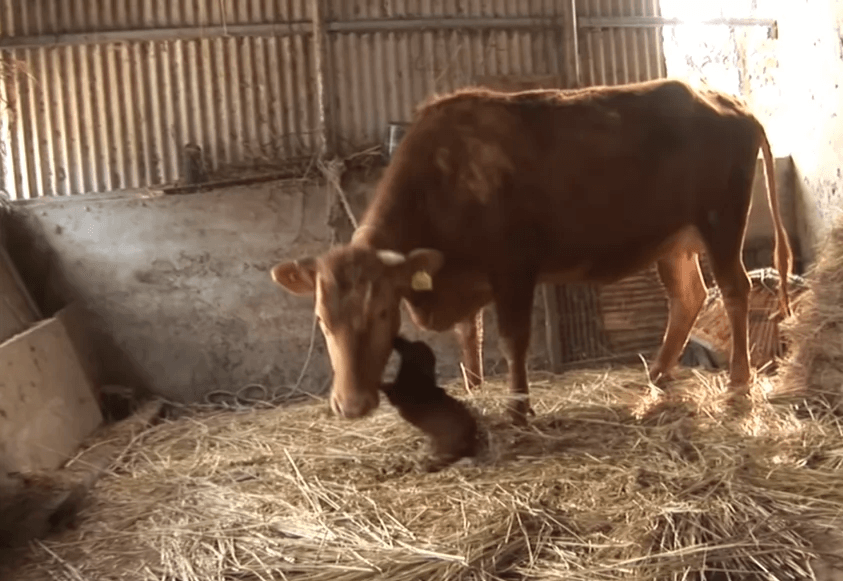 Perro llora lágrimas de alegría cuando finalmente se reúne con la vaca que lo crió