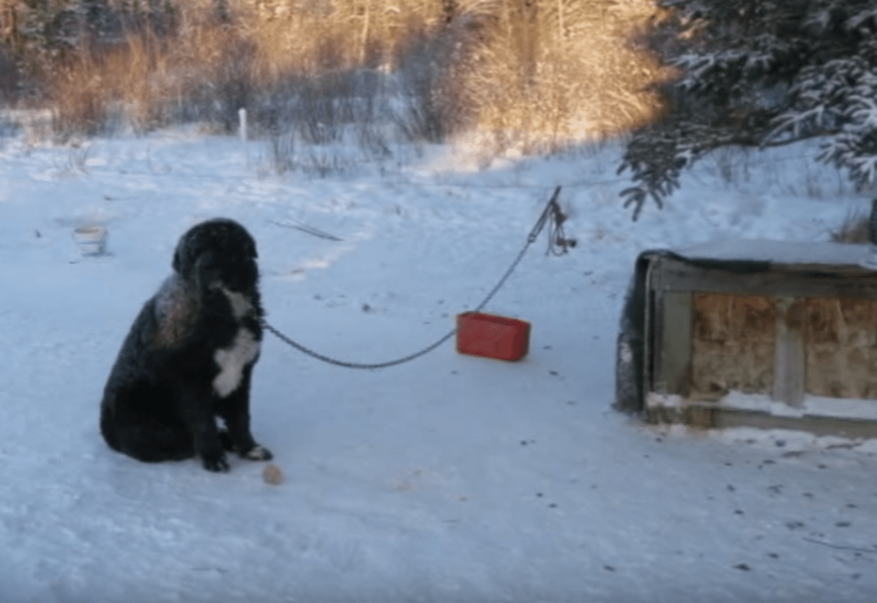 En clima helado, un perro encadenado se turna para mantener una pata fuera del suelo frío