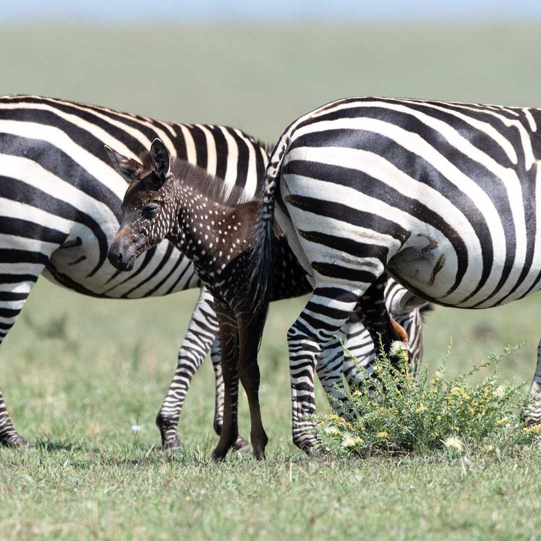 Baby Zebra nace con puntos en lugar de rayas: se graba por primera vez (+8 fotos)
