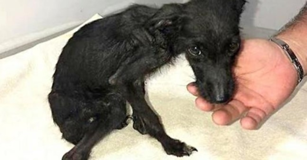 Una víctima de crueldad extrema, el pequeño cachorro no fue amado y olvidado toda su vida