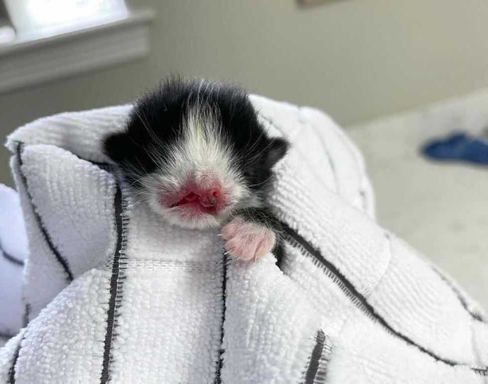 Gatito con rostro dulce tiene oportunidad de pelear y está decidido a prosperar y vivir una vida plena