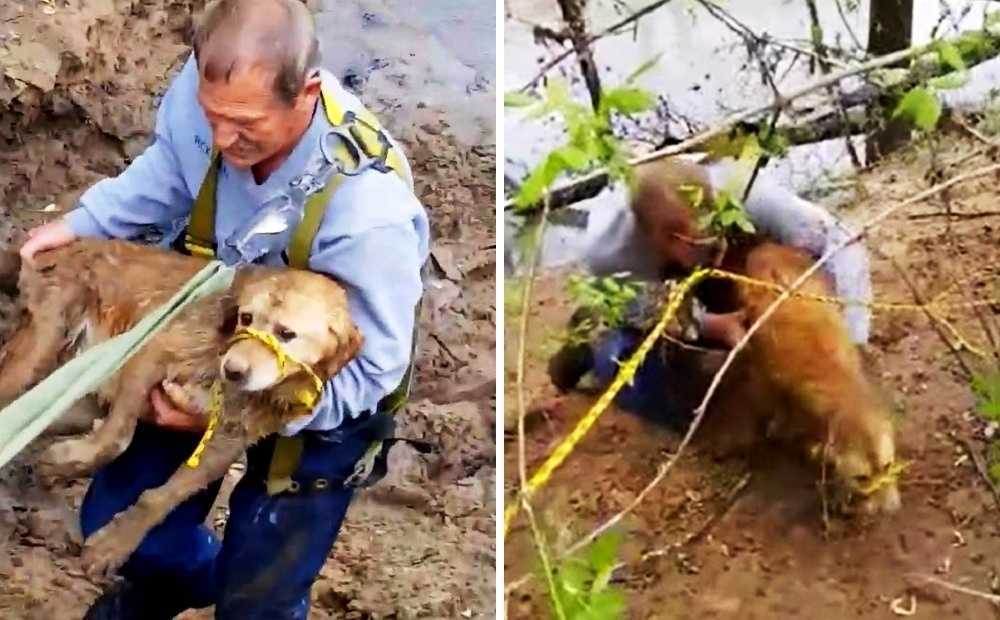 Perro perdido encontrado atrapado en la orilla del río, pero su misión de rescate da un giro feo