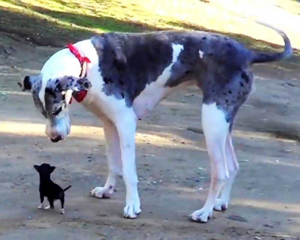 Cachorro minúsculo escapa de la perrera del refugio e intenta hacerse amigo de un perro grande