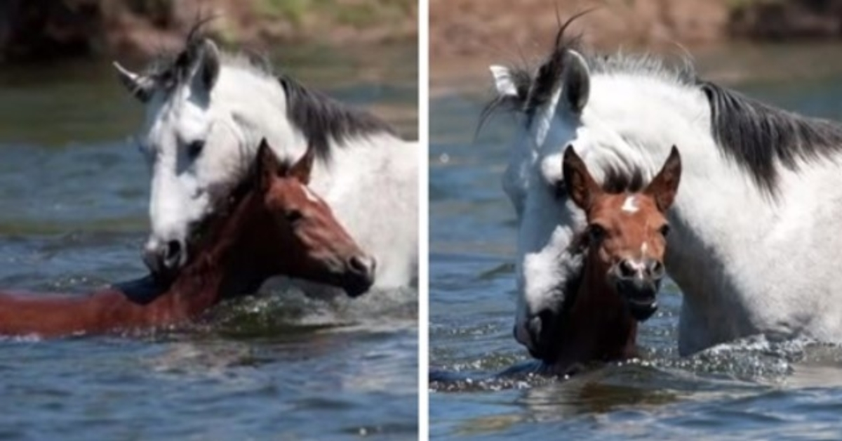 Conmovedor momento en que un caballo salvaje salva a una joven potranca de ahogarse