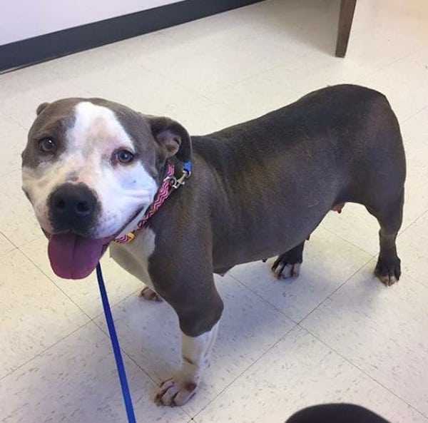 Pitbull devastado finalmente encuentra el amor con un cachorro huérfano después de perder el suyo