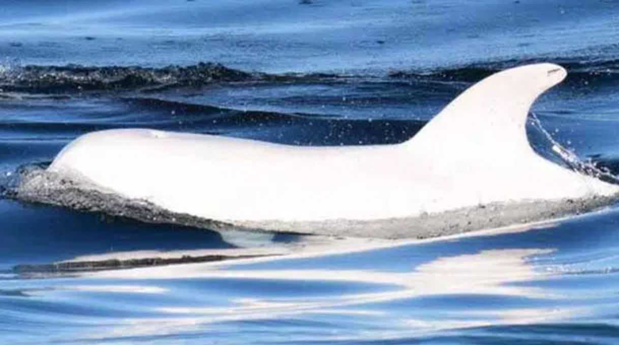 Raro delfín albino avistado, y es difícil creer que sea real