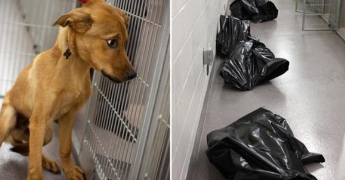 El personal del refugio comparte una foto desgarradora para mostrar lo que les sucede a los perros no deseados