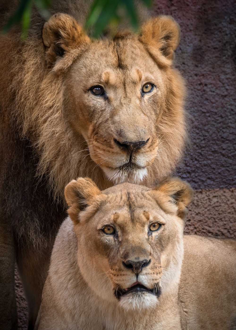 Una pareja de leones enfermos fue sacrificada para que ninguno de ellos estuviera solo