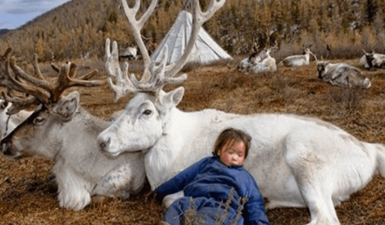 Fascinantes fotos de renos que viven en Mongolia (más de 8 fotos)