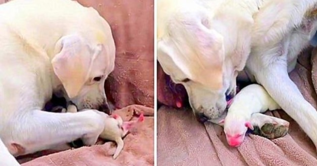 Mama Dog intenta desesperadamente salvar a su cachorro más débil y al pequeño de su camada