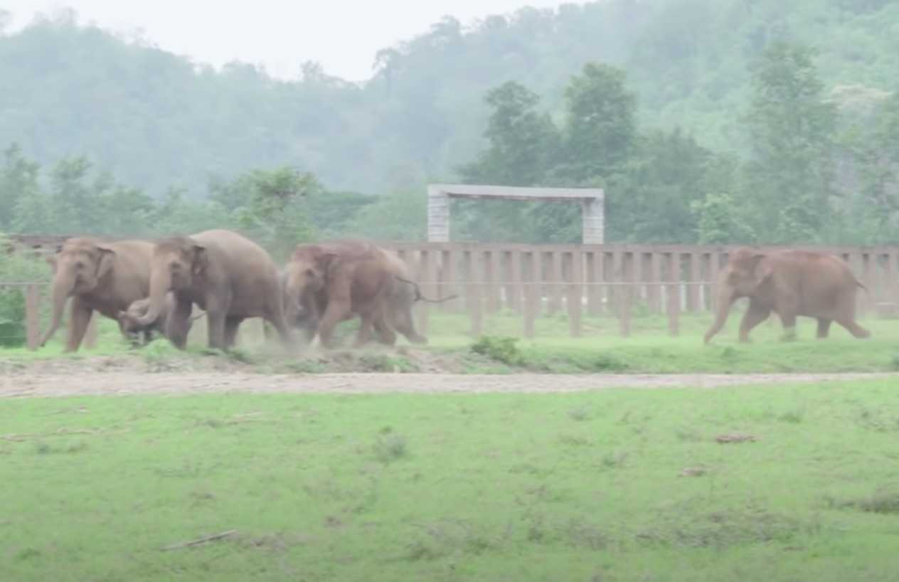 Una manada entera de elefantes corre a saludar a un bebé elefante rescatado (video)