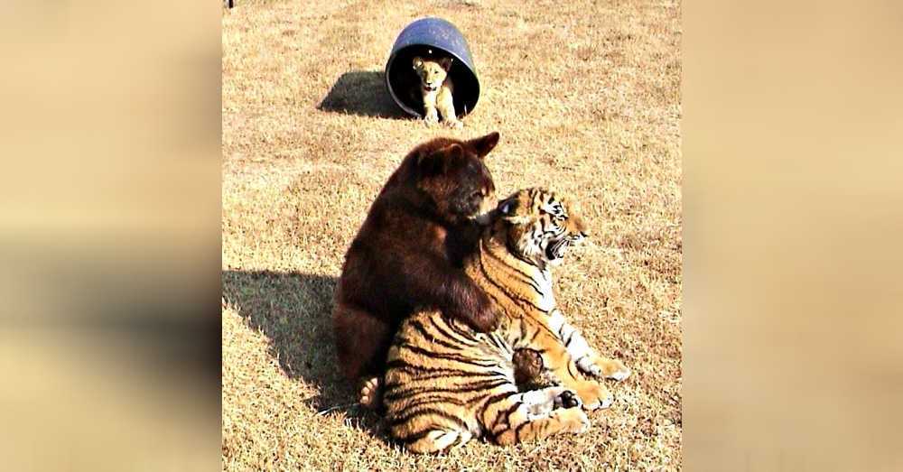 El león, el tigre y el oso se hacen amigos para toda la vida después de ser rescatados cuando eran cachorros.