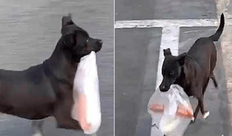 Desde hace diez años, este perro va a la tienda todos los días a comprar el desayuno para su amada abuela