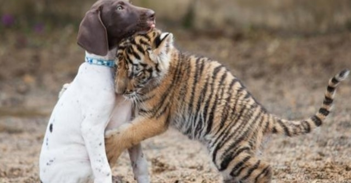 Bebé tigre rechazado por su madre encuentra consuelo en su mejor amigo cachorro