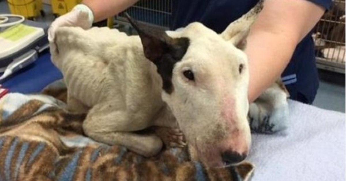 Abandonado y cubierto de gusanos, este bull terrier lucha por su vida