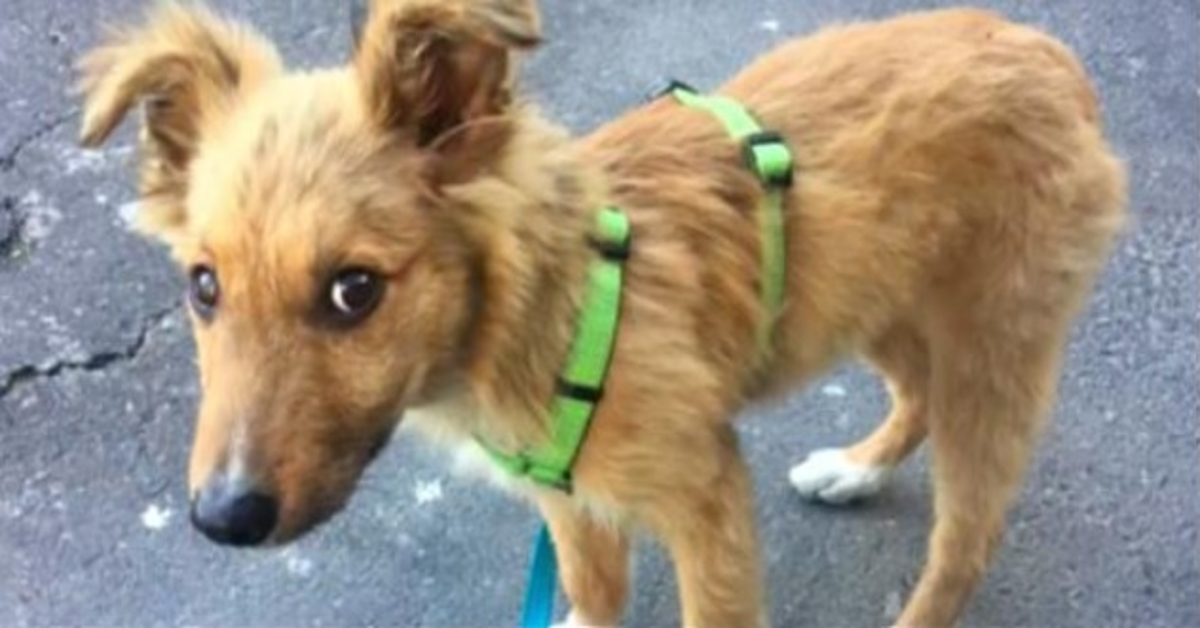 Cachorro sin hogar quería tanto un hogar que seguía a la gente a casa