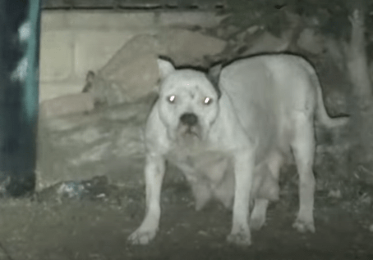 Perro se negó a ser rescatado por temor a que sus cachorros estuvieran en peligro, pero un hombre intervino