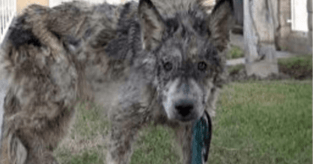 Estaban rescatando a un perro abandonado, pero no era un perro