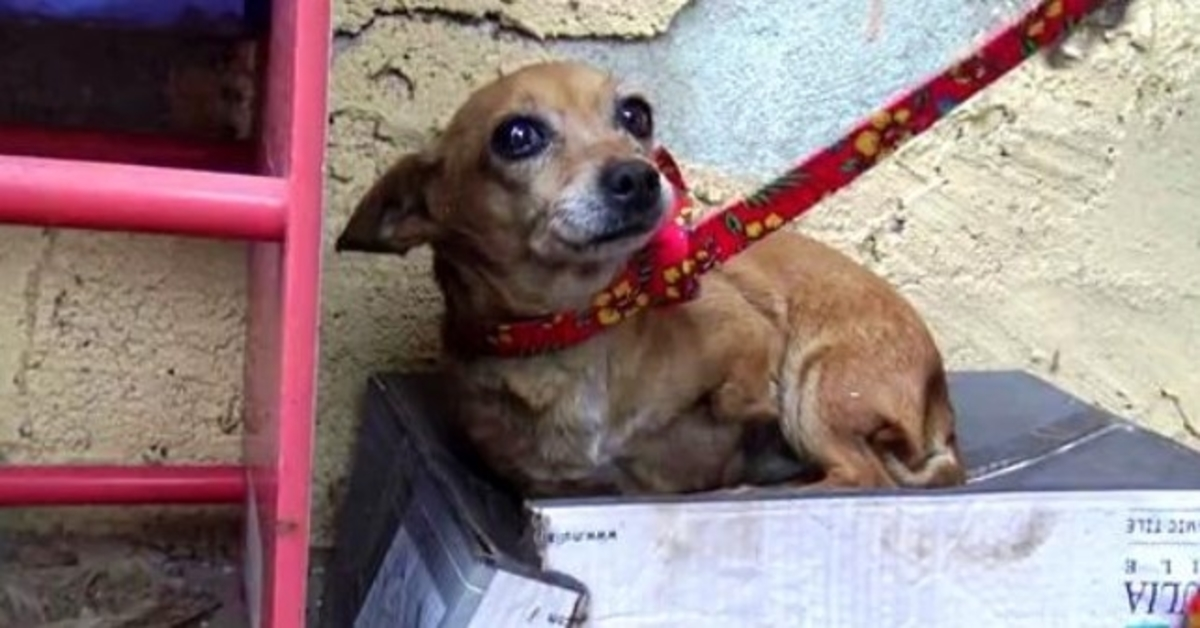 Perra enferma de 3 patas sabe que nadie la ama, así que duerme en una caja de zapatos bajo la lluvia