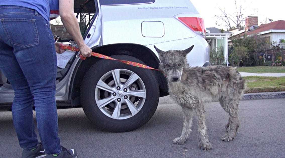 Estaban rescatando a un perro abandonado, pero no era un perro