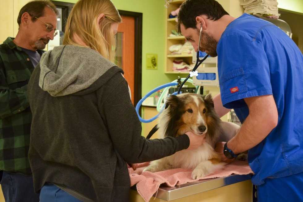 Perro paralizado estaba a punto de ser sacrificado hasta que el veterinario sintió una garrapata