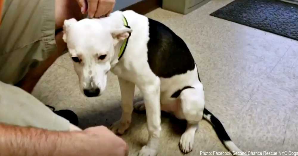 Cachorro adoptado regresa al refugio una semana después