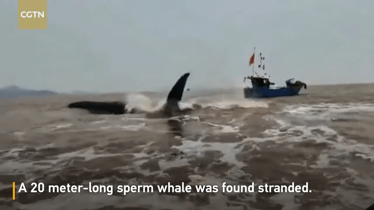 Después de 20 horas de misión de rescate, un cachalote gigante sobrevive para nadar otro día