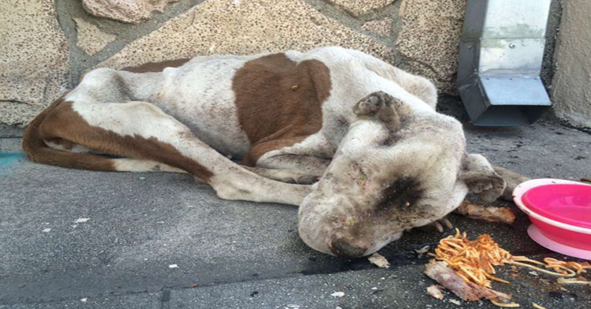 Perro hambriento encontrado moribundo en una acera recibe algo de amor, y es difícil creer que es el mismo perro