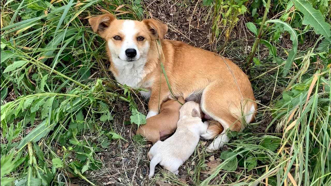 Mamá perra abandonada con cachorros todavía esperaba a su dueño días después de que la abandonaran