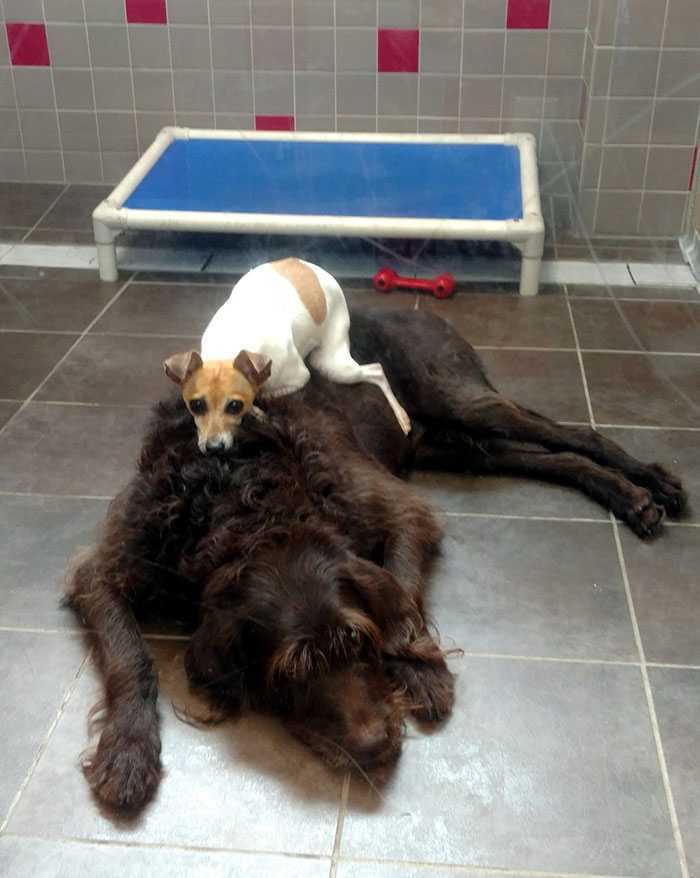 Después de perder sus hogares, estos dos perros no dejan de acurrucarse en el refugio