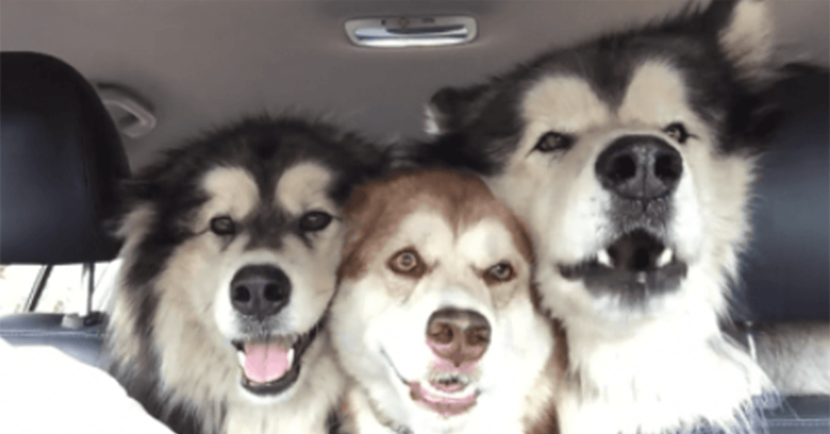 Tres Malamutes desafinados cantan a todo pulmón dentro de un auto