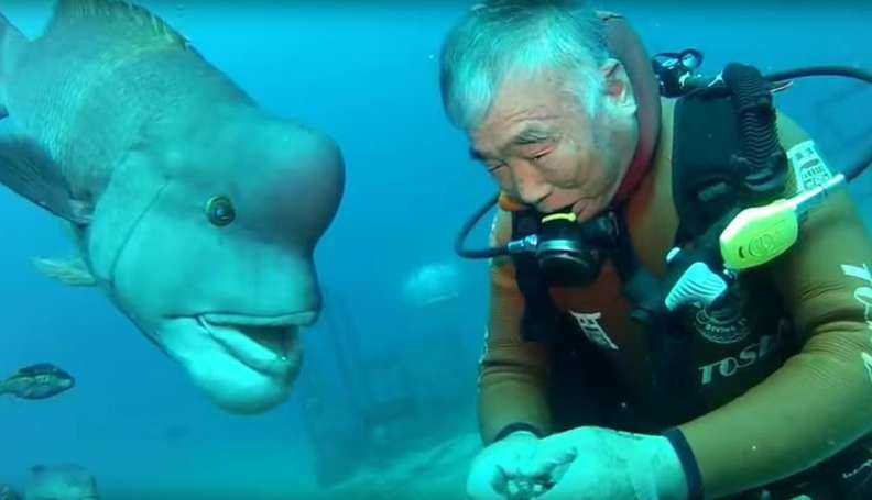 Buceador japonés sigue visitando a su mejor amigo, un pez, desde hace más de 25 años