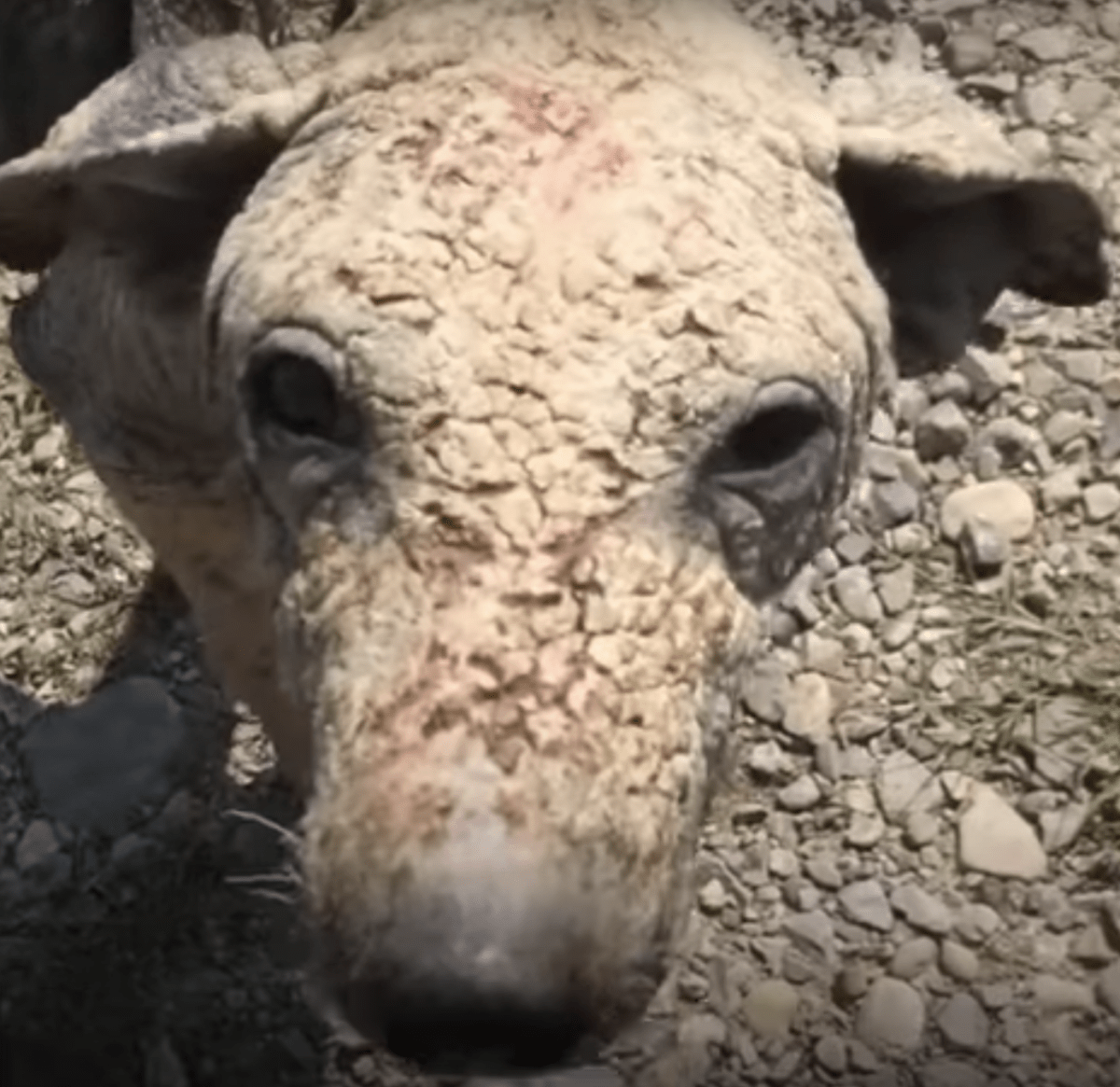 Perro exhausto y enfermo trató de descansar, luchó por levantarse pero no pudo