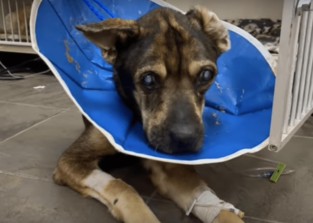 Perro ciego no deseado que quedó en el lote durante la tormenta trató de levantar la cabeza mientras pasaban los autos