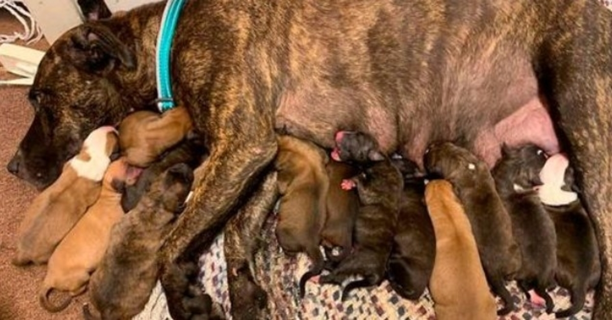 Mujer encuentra a una callejera embarazada deshidratada y desnutrida, la cuida hasta que da a luz a 15 cachorros