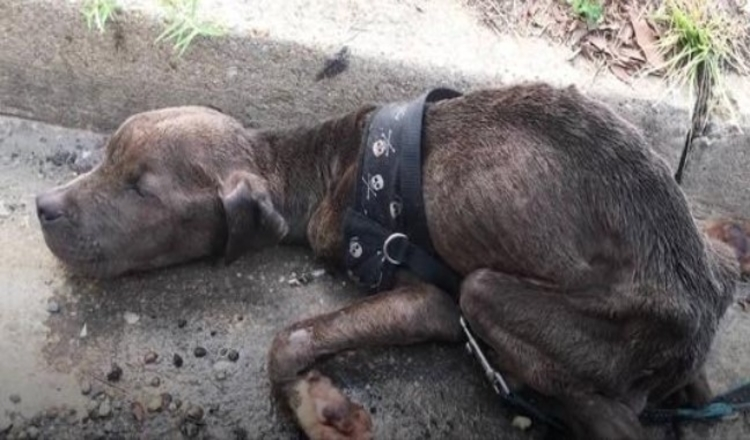 Cachorro de pitbull hambriento encontrado moribundo en una alcantarilla Tan feliz ahora