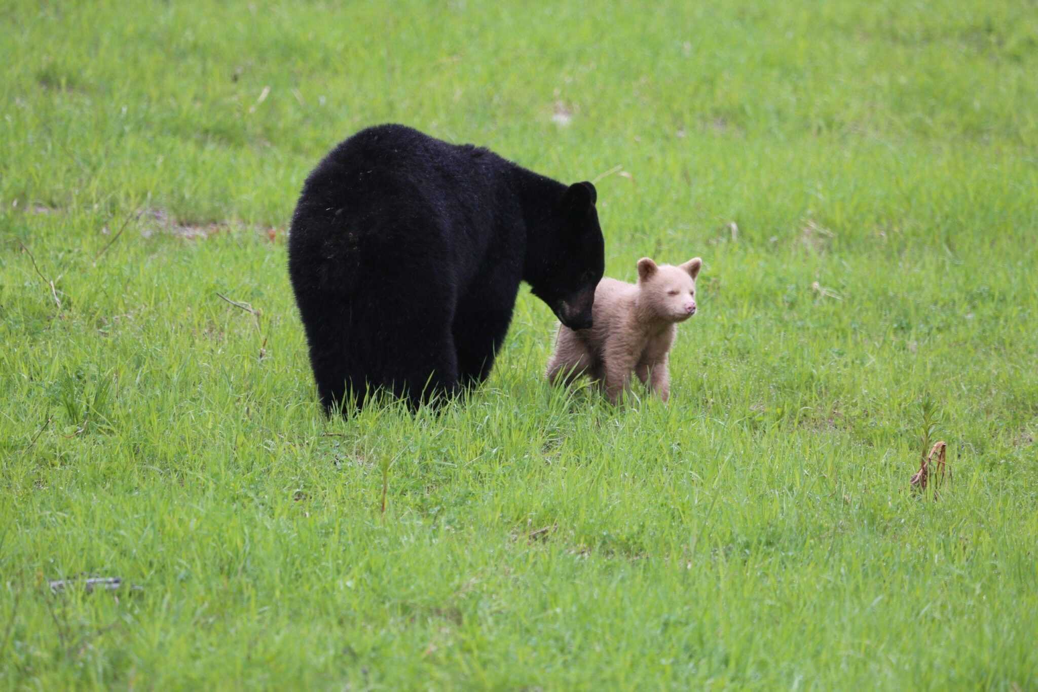 Un cachorro de oso color crema es visto jugando con su madre, un oso negro