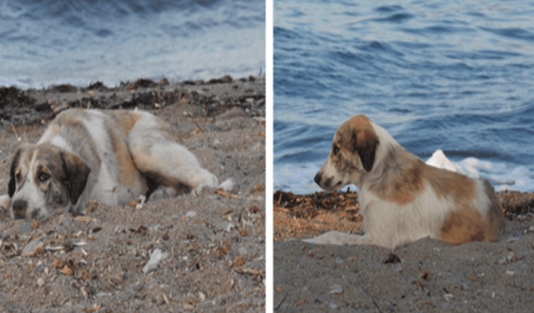 El perro callejero que persigue a una mujer en la playa resulta ser un tesoro disfrazado