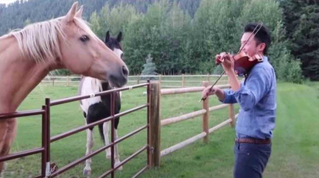 Hombre que toca el violín se une a 2 caballos que “bailan” con su serenata musical